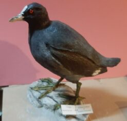 Folaga in scultura di argilla e dimensioni naturali