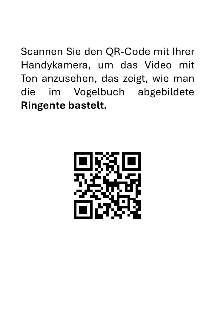 Taxidermie: Praparation Calonetta leucophrys Vogel - immagine 3