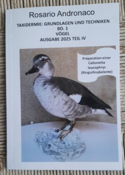 Taxidermie: Praparation Calonetta leucophrys Vogel ausgabe 2025 Teil IV