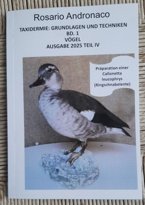 Taxidermie: Praparation Calonetta leucophrys Vogel ausgabe 2025 Teil IV