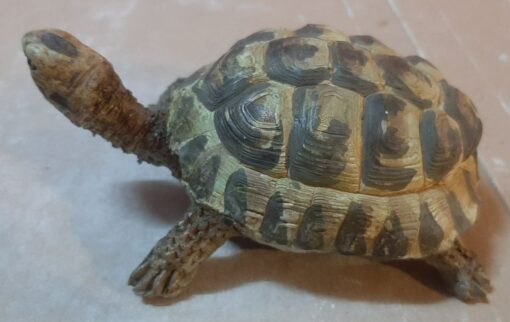 Tartaruga Hermanni femmina, scultura in dimensioni naturali - immagine 3