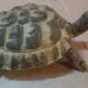 Tartaruga Hermanni femmina, scultura in dimensioni naturali