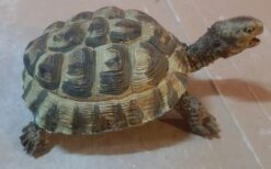 Tartaruga Hermanni femmina, scultura in dimensioni naturali