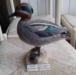 Alzavola maschio, scultura in dimensioni naturali da collezione