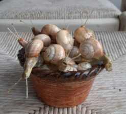 Cestino con chiocciole