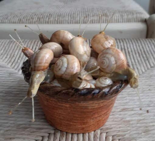 Cestino con chiocciole