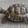 Tartaruga Hermanni femmina, scultura in dimensioni naturali