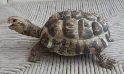 Tartaruga Hermanni femmina, scultura in dimensioni naturali