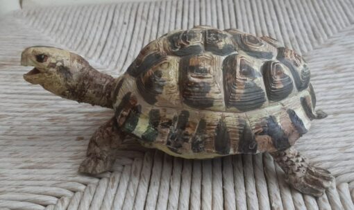 Tartaruga Hermanni femmina, scultura in dimensioni naturali