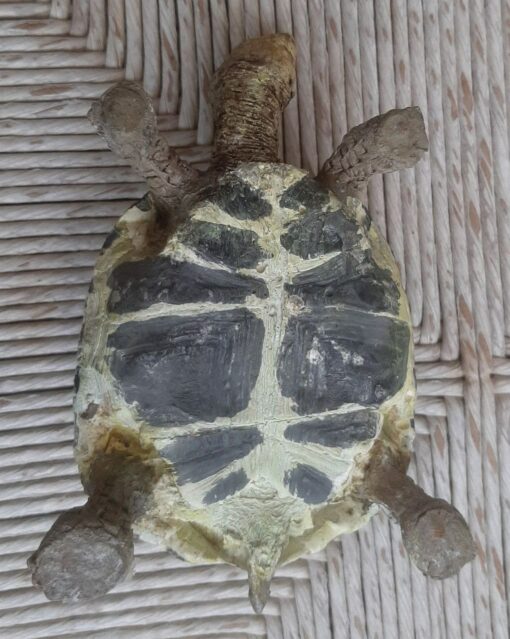 Tartaruga Hermanni femmina, scultura in dimensioni naturali - immagine 5