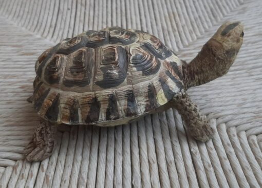 Tartaruga Hermanni femmina, scultura in dimensioni naturali - immagine 2