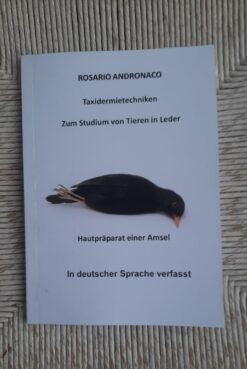Hautpräparat einer Amsel in Deutsch