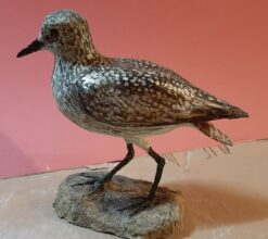 Pivieressa in scultura di argilla e dimensioni naturali da collezione