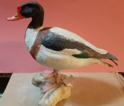 Volpoca in scultura di argilla e dimensioni naturali