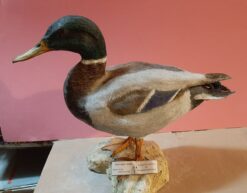 Germano reale in scultura di argilla e dimensioni naturali
