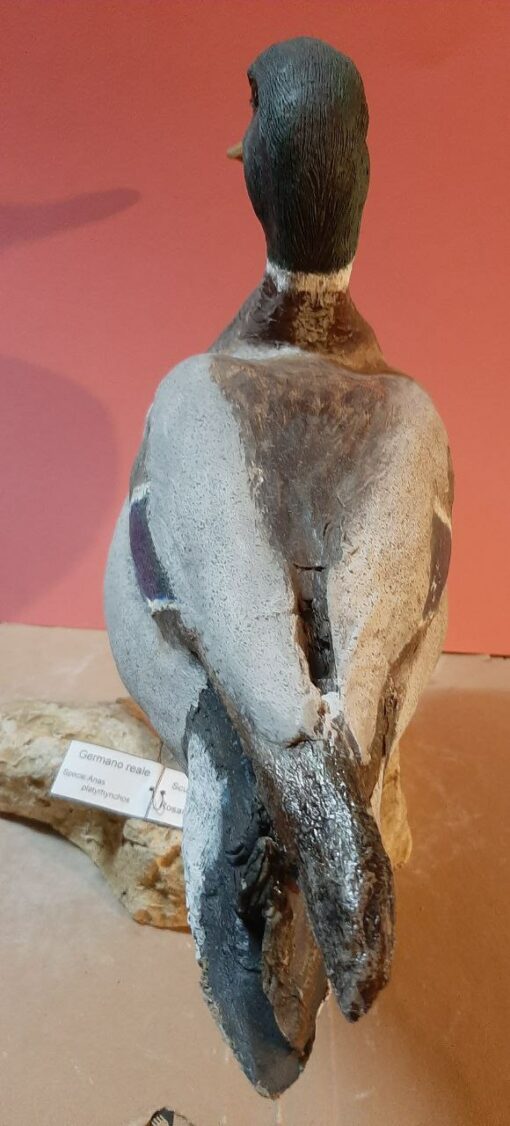Germano reale in scultura di argilla e dimensioni naturali - immagine 4