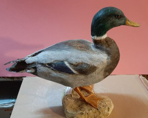 Germano reale in scultura di argilla e dimensioni naturali - immagine 2