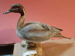 Codone in scultura di argilla e dimensioni naturali
