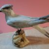 Beccapesci in scultura di argilla e dimensioni naturali