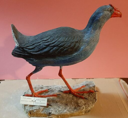 Pollo sultano in scultura di argilla e dimensioni naturali - immagine 2