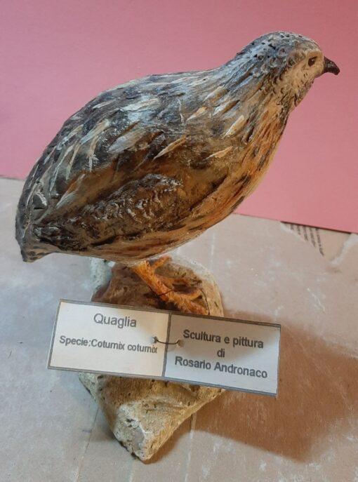 Quaglia in scultura di argilla e dimensioni naturali - immagine 2