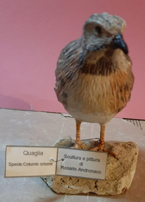 Quaglia in scultura di argilla e dimensioni naturali - immagine 3