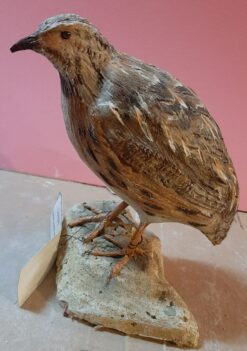 Quaglia in scultura di argilla e dimensioni naturali