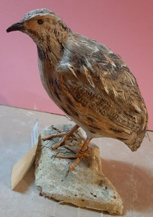 Quaglia in scultura di argilla e dimensioni naturali