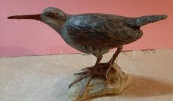 Porciglione in scultura di argilla dimensioni Naturali