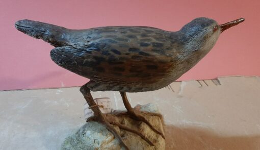 Porciglione in scultura di argilla dimensioni Naturali - immagine 2