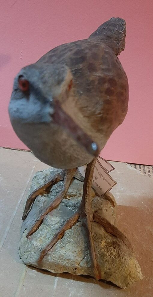 Porciglione in scultura di argilla dimensioni Naturali - immagine 3