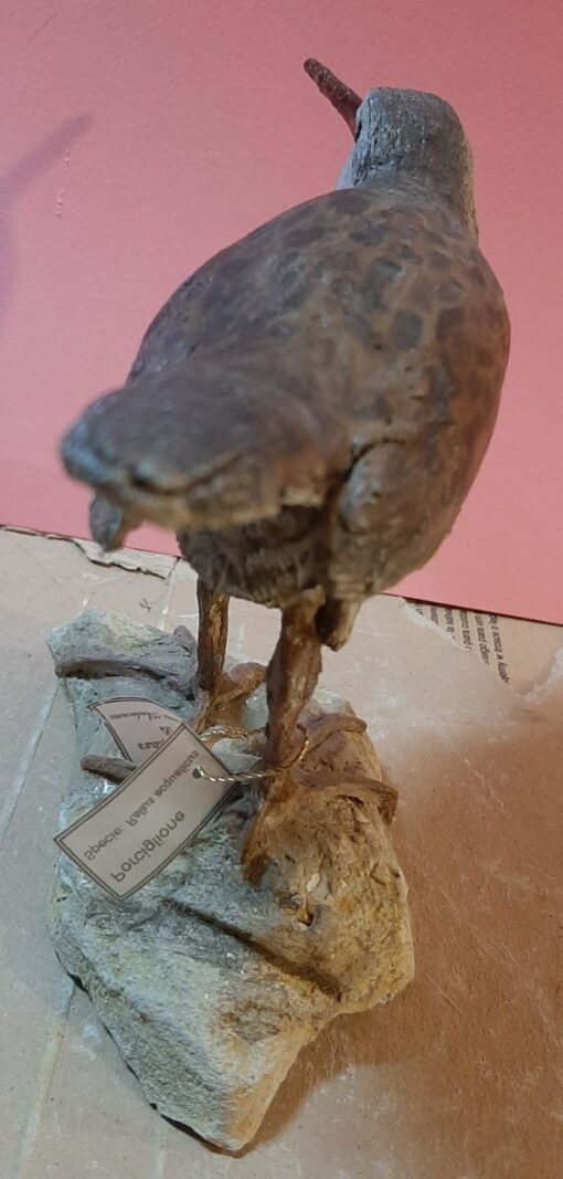 Porciglione in scultura di argilla dimensioni Naturali - immagine 4