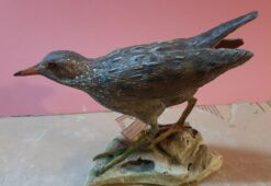 Voltolino in scultura di argilla dim. Naturali