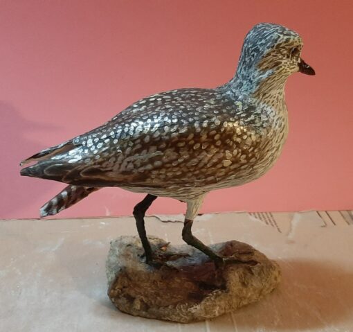Pivieressa in scultura di argilla e dimensioni naturali da collezione - immagine 2