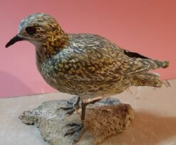 Piviere dorato in scultura di argilla e dimensioni naturali