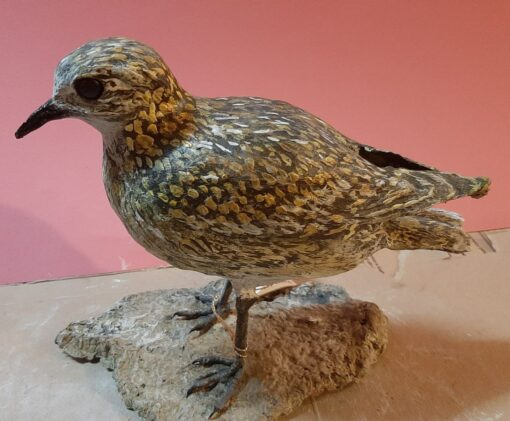 Piviere dorato in scultura di argilla e dimensioni naturali