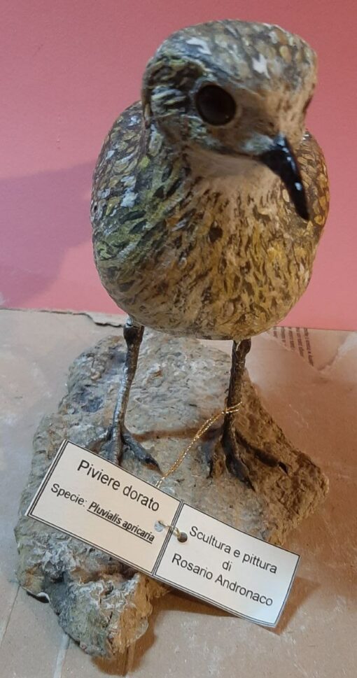 Piviere dorato in scultura di argilla e dimensioni naturali - immagine 3