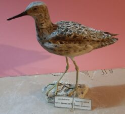 Combattente in scultura di argilla e dimensioni naturali
