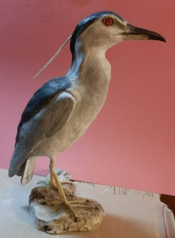 Nitticora in scultura di argilla e dimensioni naturali