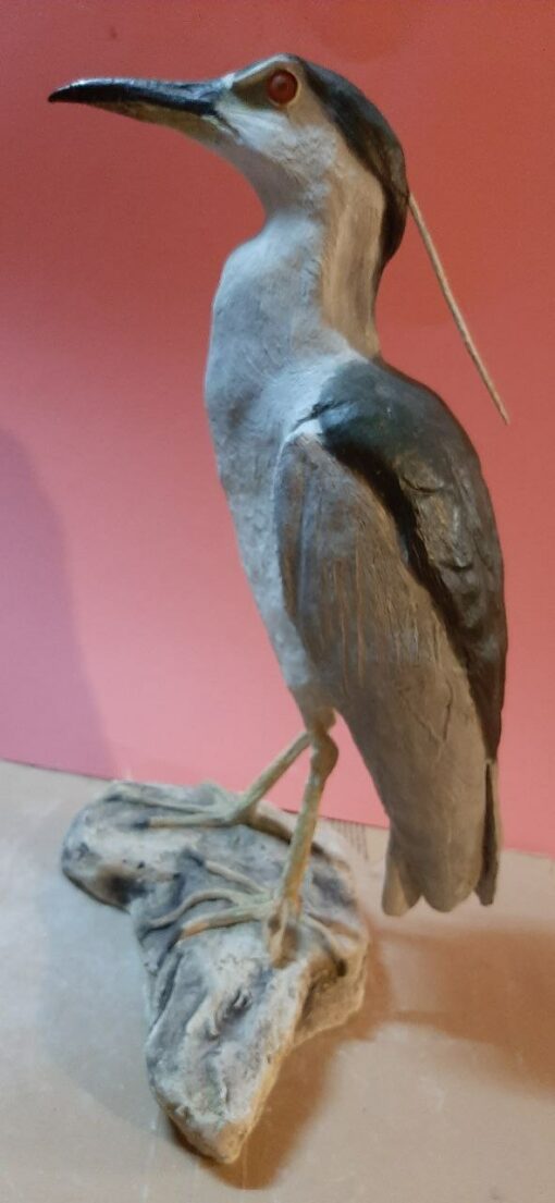 Nitticora in scultura di argilla e dimensioni naturali - immagine 2