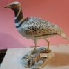 Gallina prataiola in scultura di argilla e dimensioni naturali