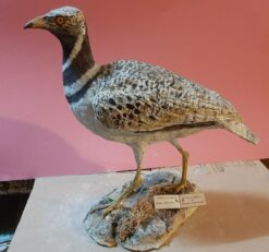 Gallina prataiola in scultura di argilla e dimensioni naturali