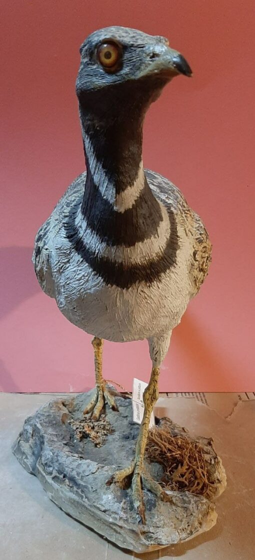 Gallina prataiola in scultura di argilla e dimensioni naturali - immagine 3