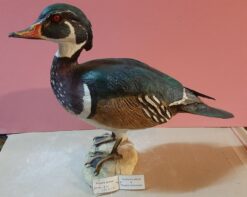 Anatra sposa in scultura di argilla e dimensioni naturali da collezione