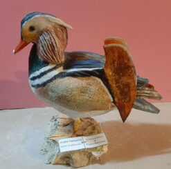 Anatra Mandarino in scultura di argilla e dimensioni naturali