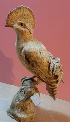Rupicola in scultura di argilla e dimensioni naturali da collezione