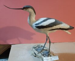 Avocetta in scultura di argilla e dimensioni naturali da collezione