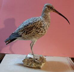 Chiurlo in scultura di argilla da collezione e in dimensioni naturali
