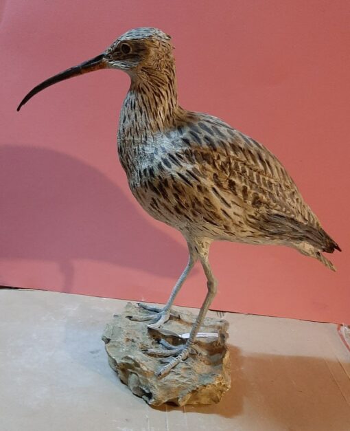 Chiurlo in scultura di argilla da collezione e in dimensioni naturali - immagine 2