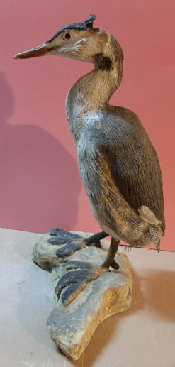 Svasso maggiore scultura in dimensioni naturali da collezione